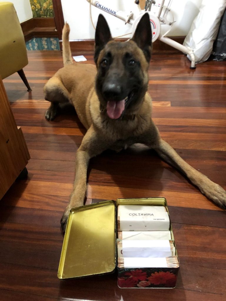 alquiler de perros detectores de dinero