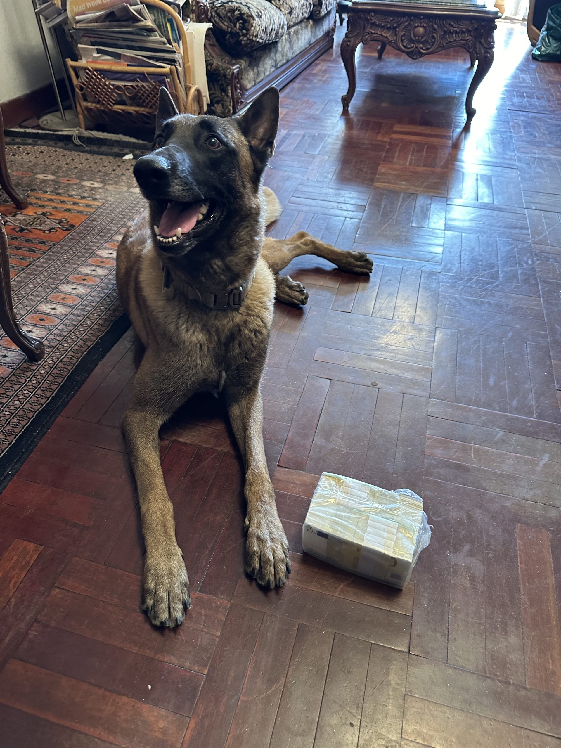 Perro detector de dinero junto a un paquete de billetes en una vivienda