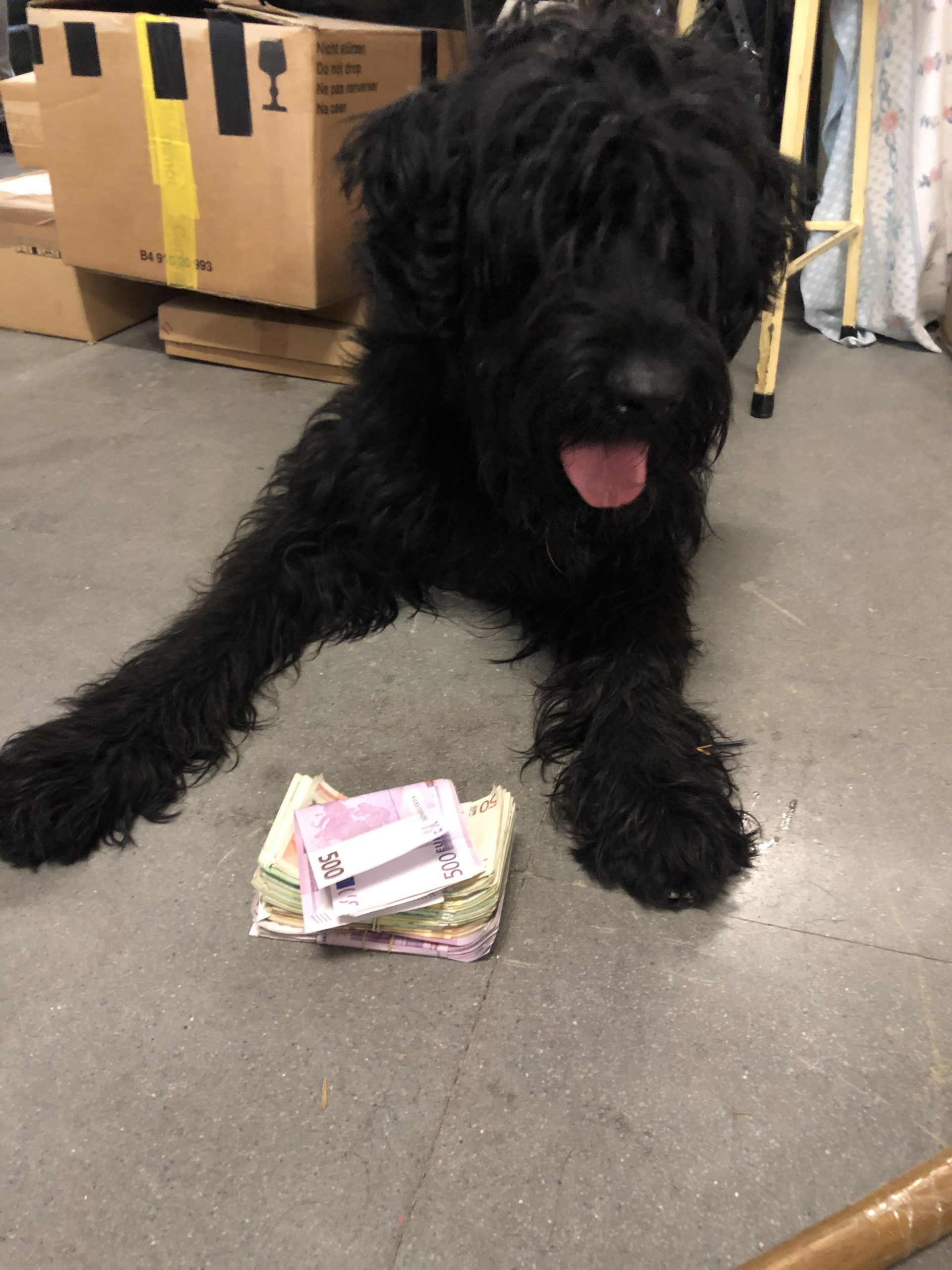 Perro detector de dinero junto a fajos de billetes
