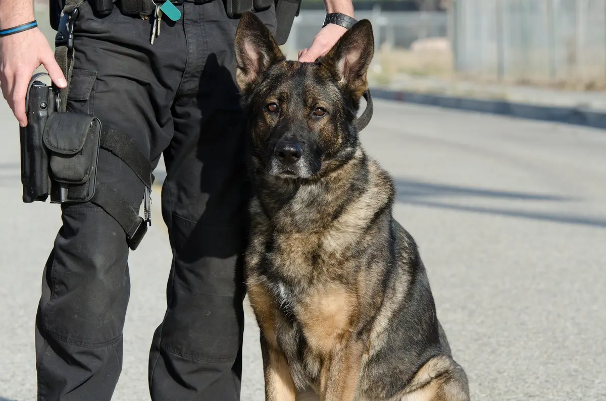 Perro de trabajo seleccionado para búsqueda y detección profesional de personas