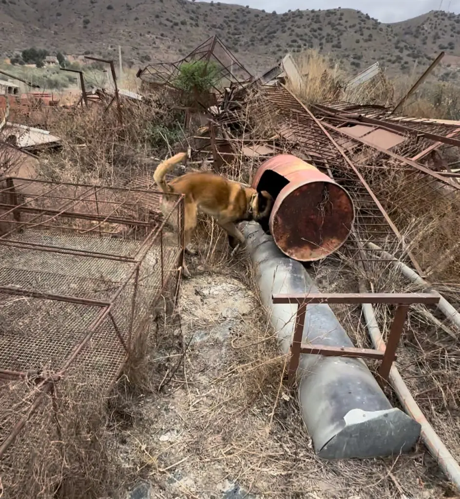 Perro detector en búsqueda de tesoros familiares Perro detector trabajando en la búsqueda de objetos y tesoros ocultos